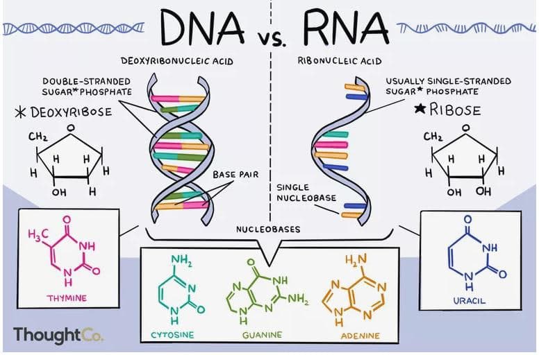 تفاوت‌های  RNA و  DNA