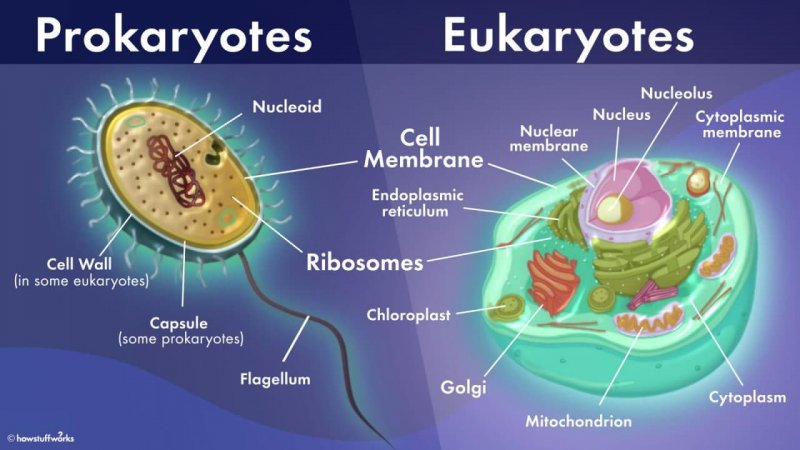 یوکاریوت(Eukaryotic)وپری کاریوت(Prokaryote)