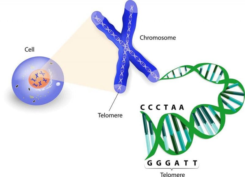 تلومر (Telomere) چیست؟